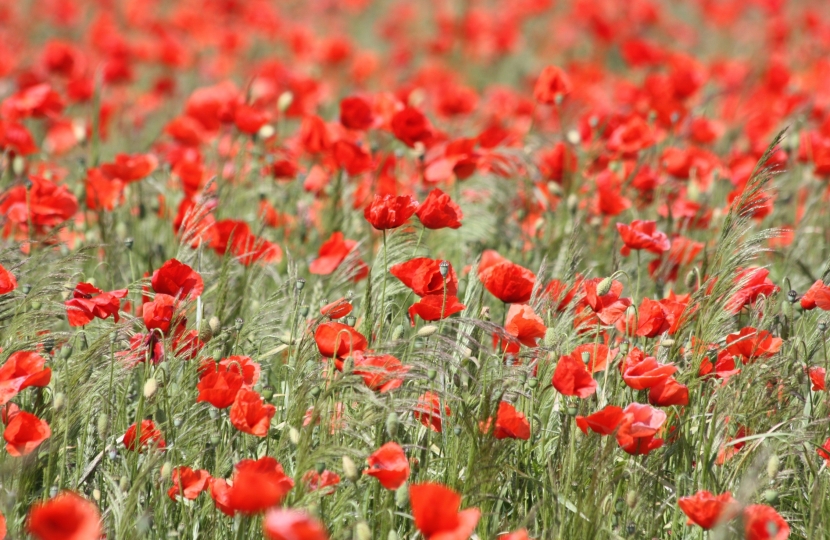 poppies