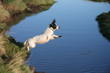 Happy dog jumping into river